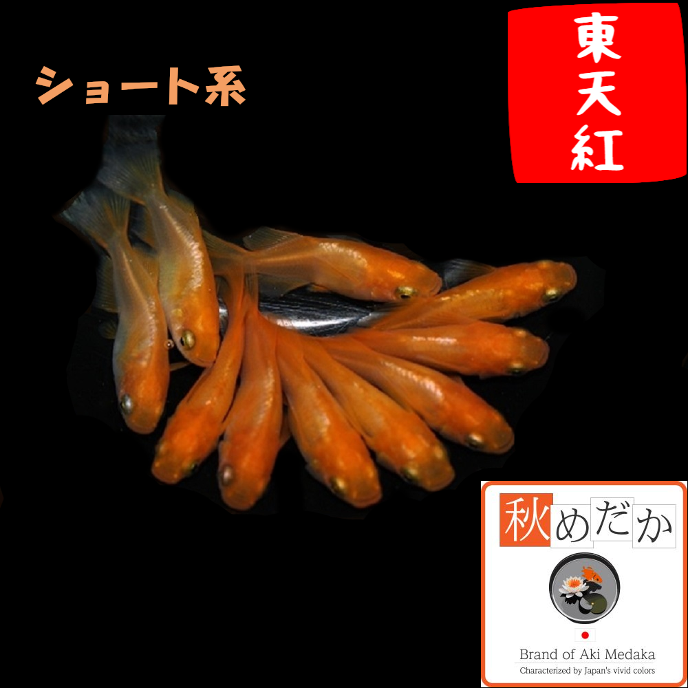 東天紅 ショート系  6匹3ペア