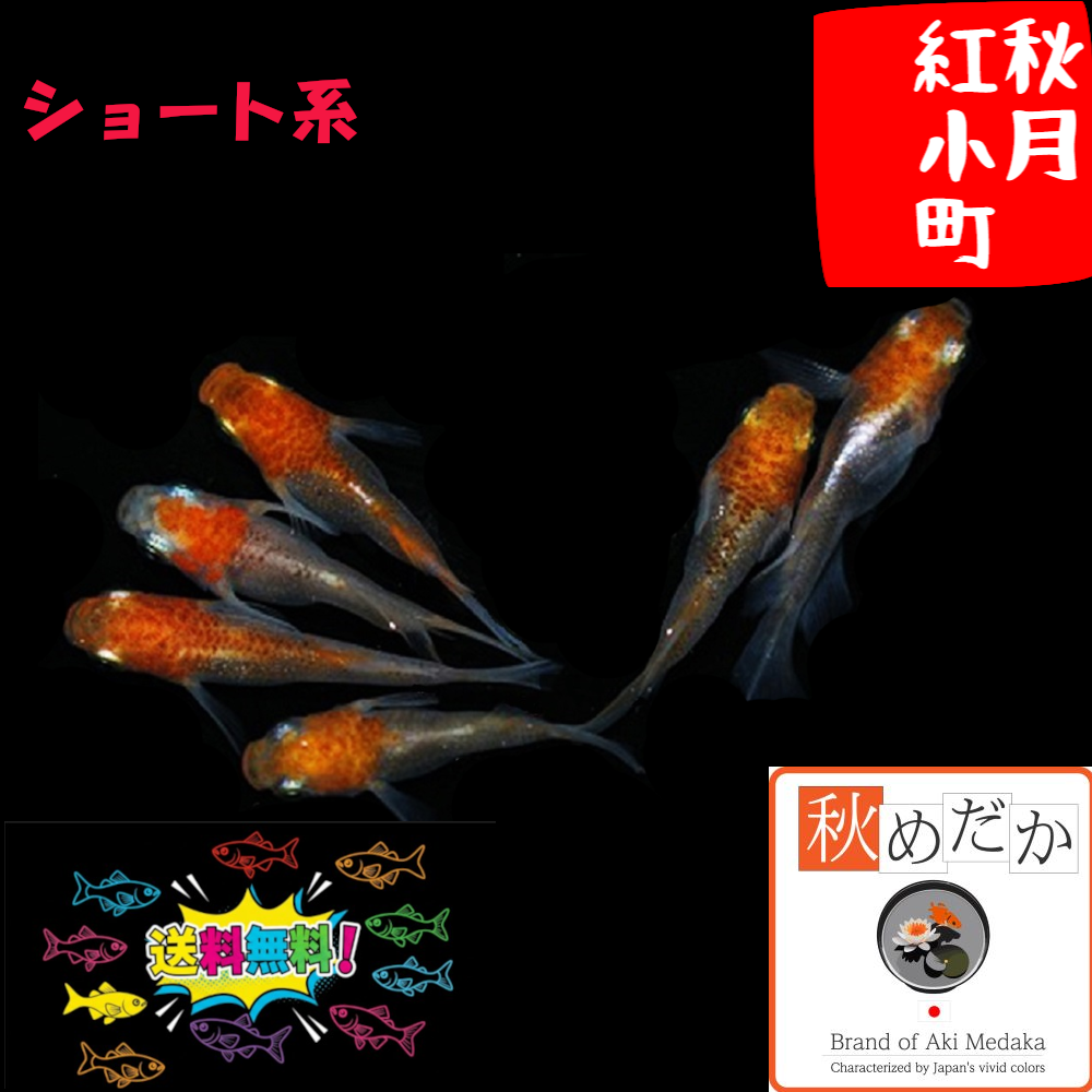 秋月紅小町   ショート系  4匹 2ペア