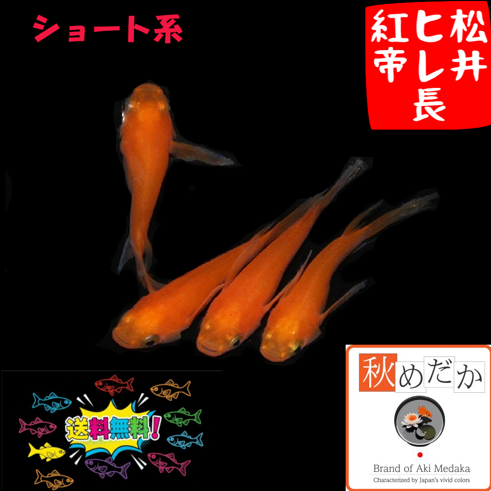 松井ヒレ長 紅帝 ショート系  4匹 2ペア