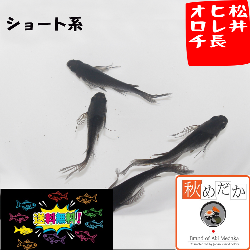 松井ヒレ長　オロチ   ショート系  4匹 2ペア