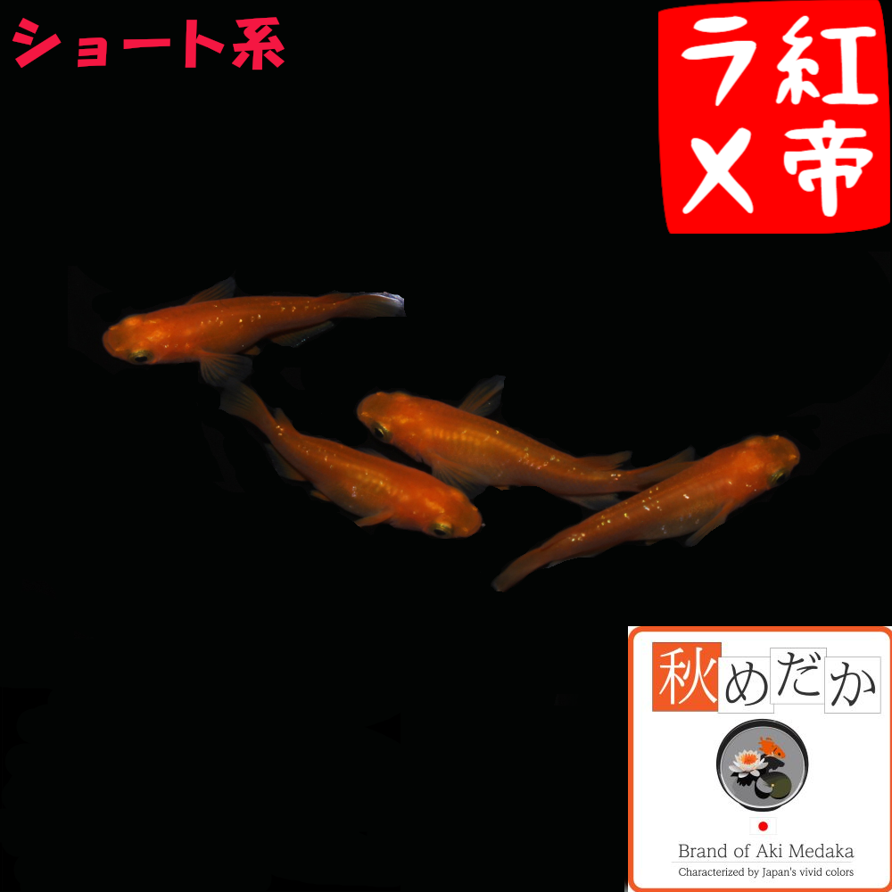 紅帝ラメ   ショート系  4匹 2ペア