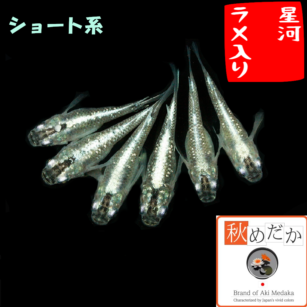 星河(ラメ入り) ショート系  6匹3ペア
