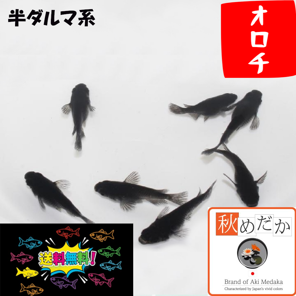 オロチ 半ダルマ系 4匹2ペア