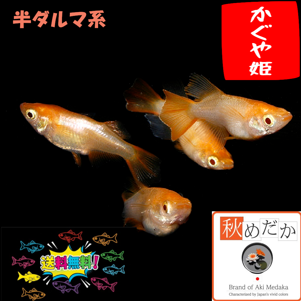 かぐや姫 アルビノ 非透明鱗 半ダルマ系 4匹2ペア