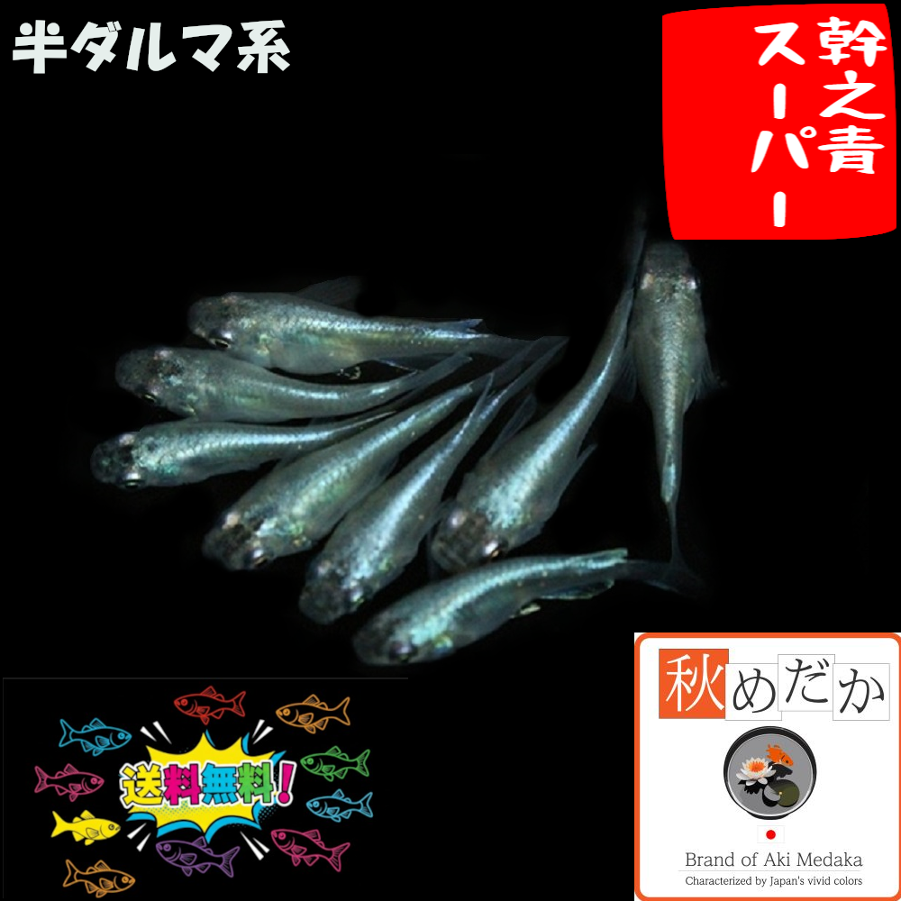 幹之青スーパー 半ダルマ系 6匹3ペア