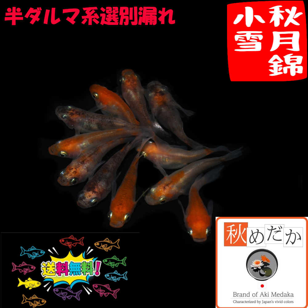秋月錦小雪 (三色錦透明鱗)  半ダルマ系 選別漏れ 10匹 5ペア