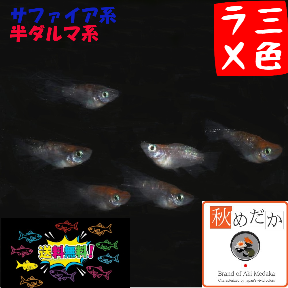 三色ラメ サファイア系 半ダルマ系 選別漏れ 10匹 5ペア