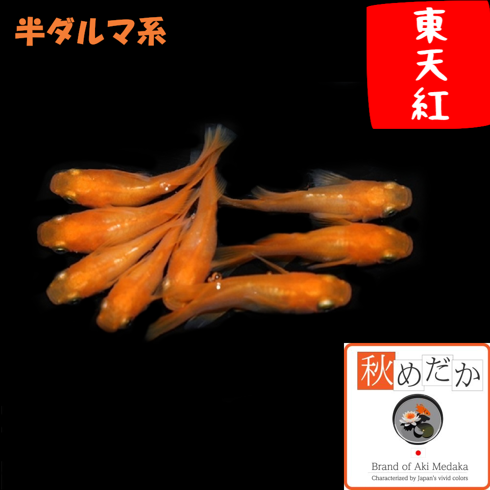 東天紅 半ダルマ系 6匹3ペア