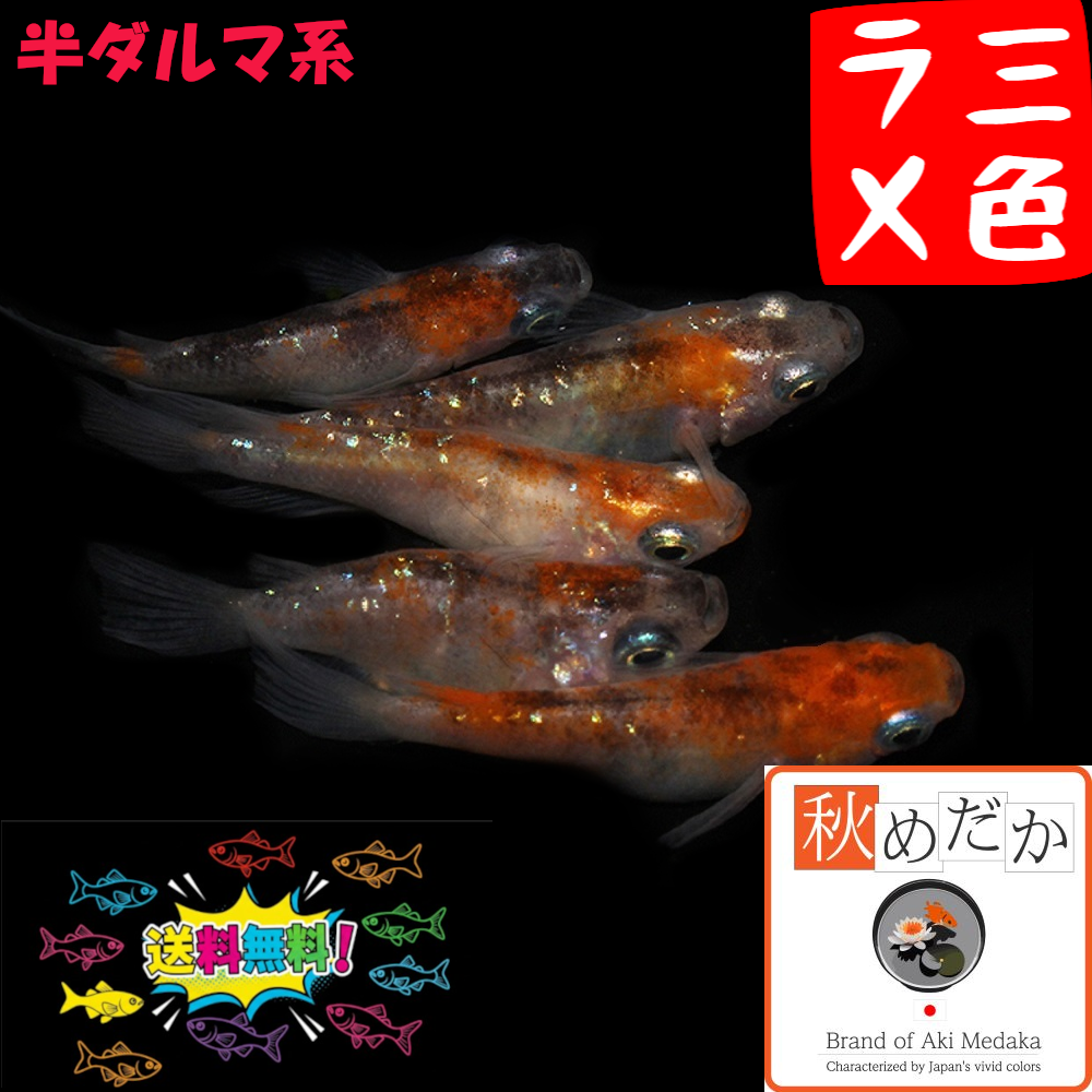 三色ラメ  半ダルマ系 4匹2ペア