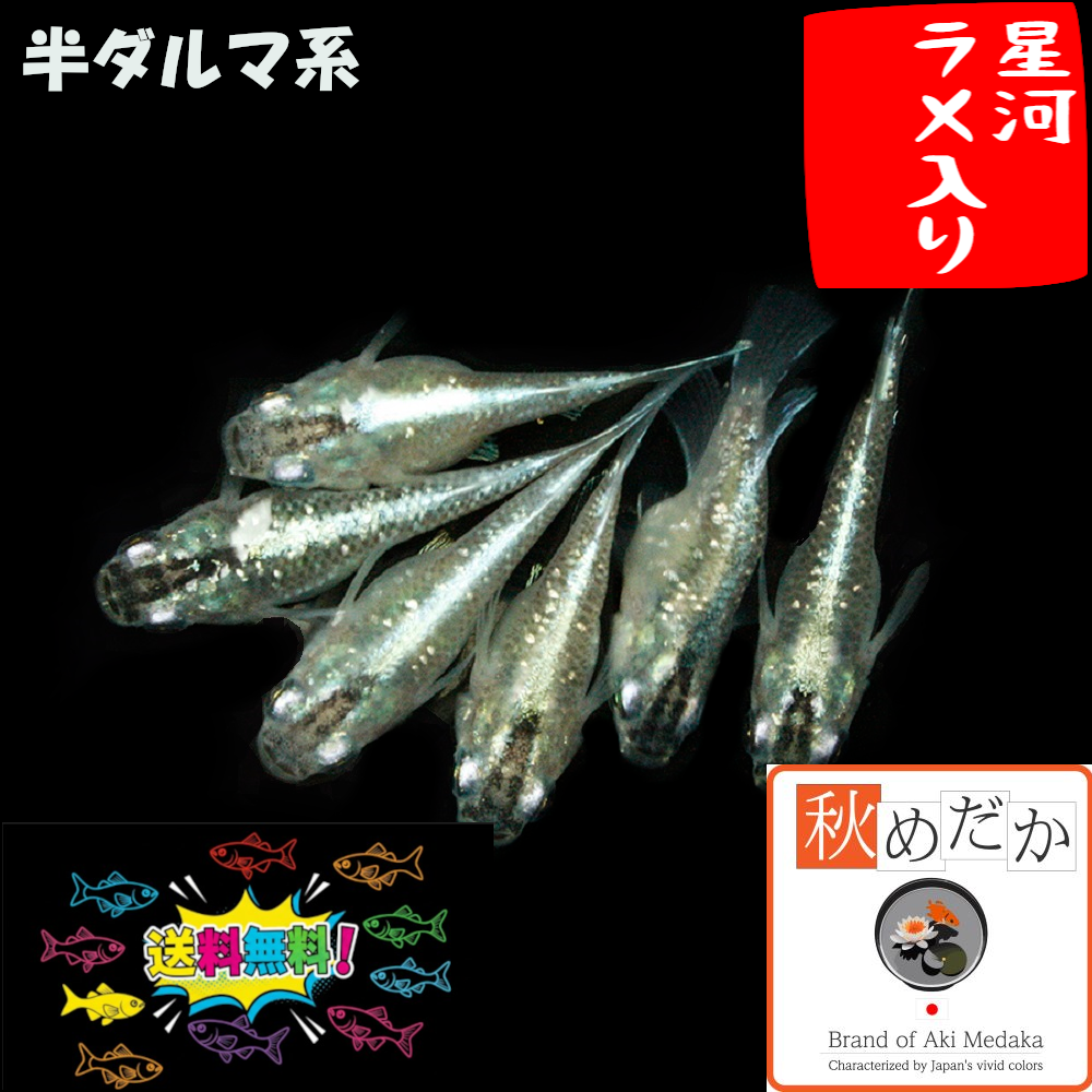 星河(ラメ入り)  半ダルマ系 4匹2ペア