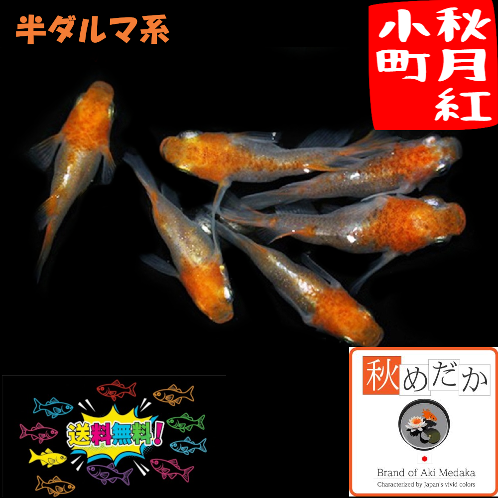 秋月紅小町  半ダルマ系 4匹2ペア