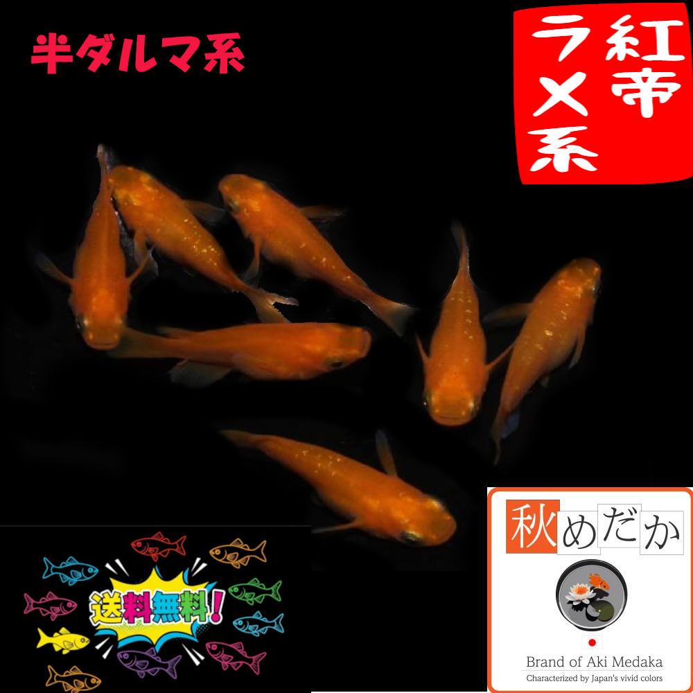 紅帝ラメ系 半ダルマ系 4匹2ペア