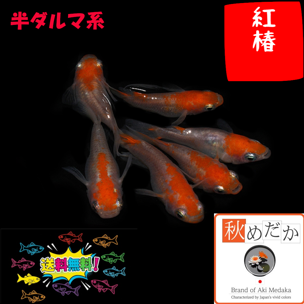 紅椿 半ダルマ系 4匹 2ペア