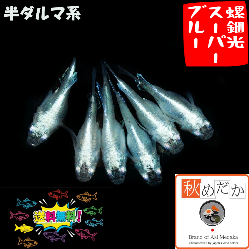 螺鈿光スーパーブルー  半ダルマ系 4匹2ペア