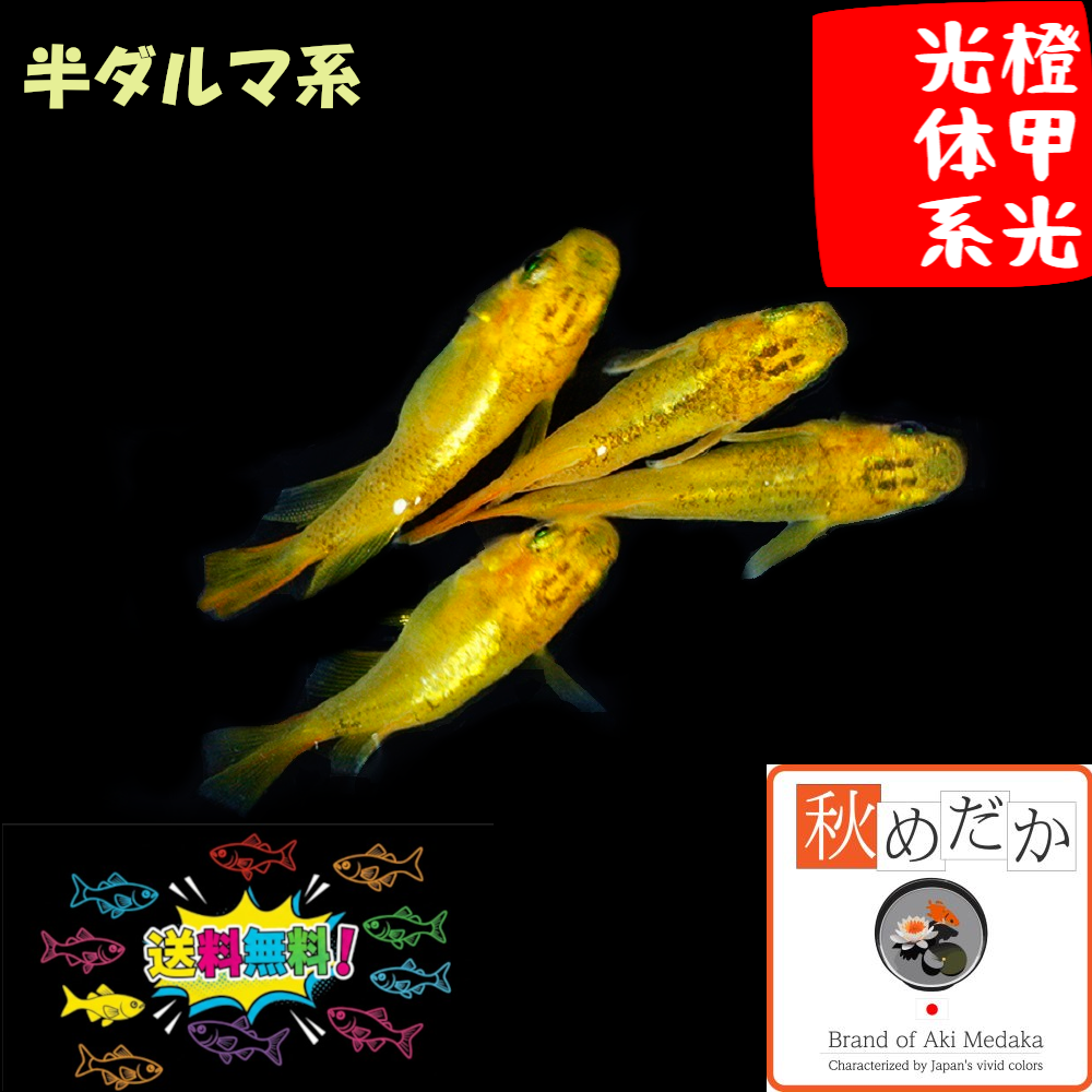 橙甲光 光体型  半ダルマ系 4匹2ペア