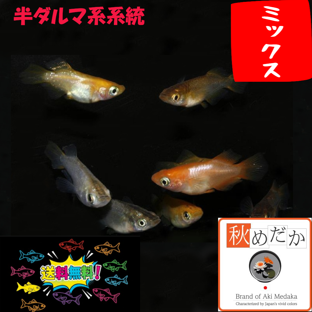 半ダルマ系統 ミックス 10匹 5ペア