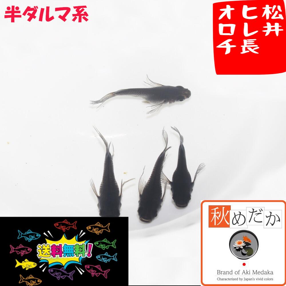 松井ヒレ長　オロチ   半ダルマ系  4匹 2ペア