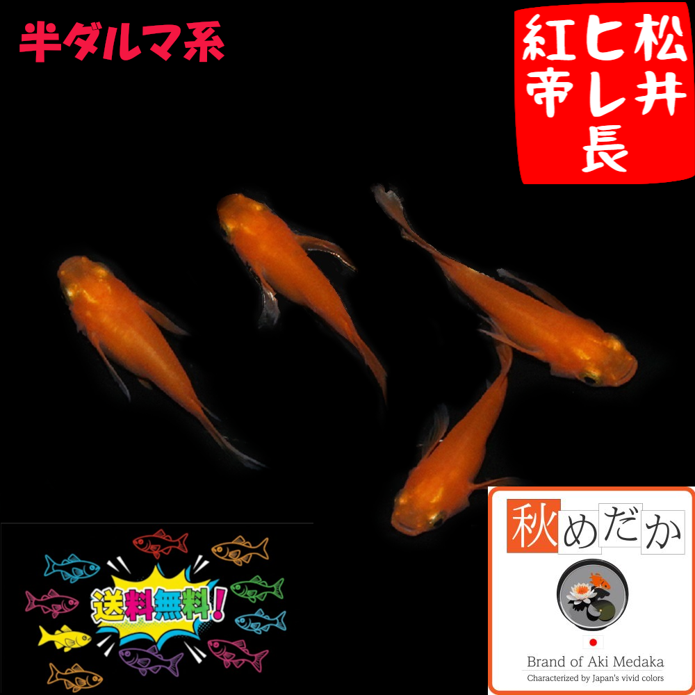 松井ヒレ長 紅帝  半ダルマ系 4匹2ペア