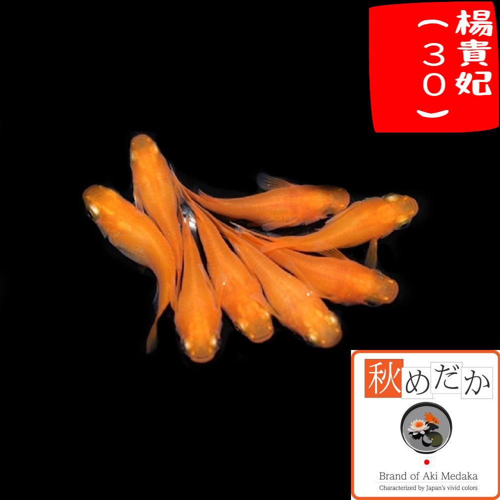 楊貴妃(30) 半ダルマ系 6匹3ペア