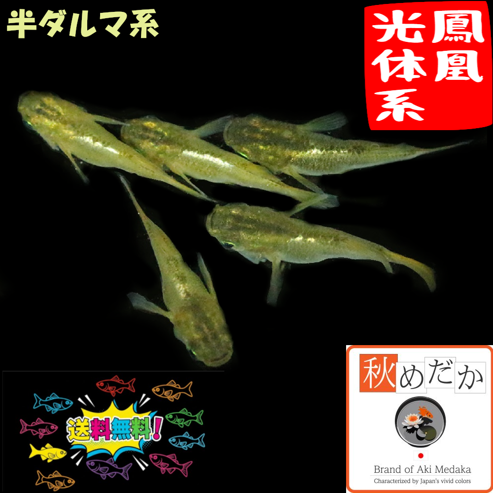 鳳凰 光体系  半ダルマ系 4匹2ペア