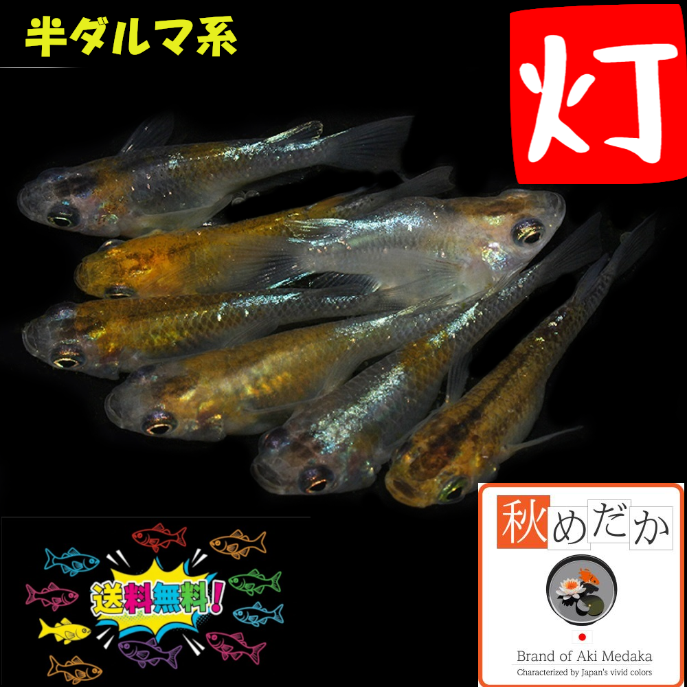 灯  半ダルマ系 4匹2ペア