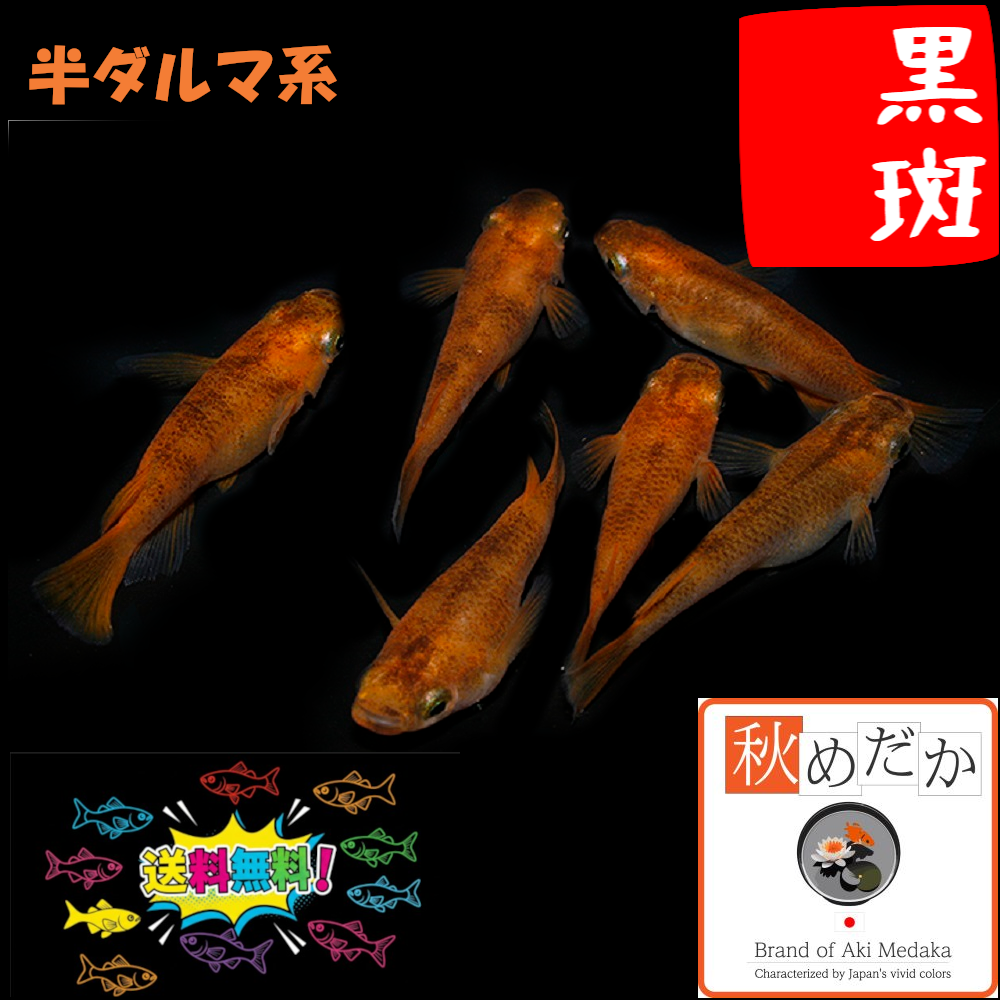 黒斑 半ダルマ系 6匹3ペア