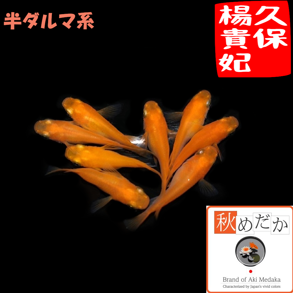 久保楊貴妃 半ダルマ系 6匹3ペア