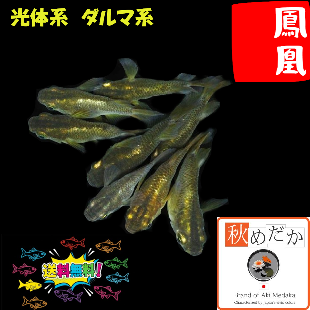 鳳凰 光体系 ダルマ系 4匹2ペア