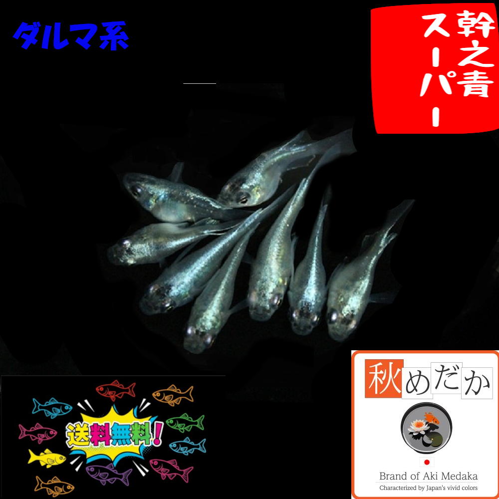 幹之青スーパー ダルマ系 6匹3ペア