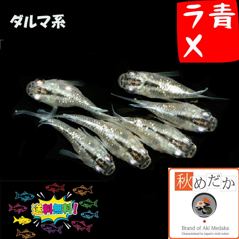 青ラメ ダルマ系 4匹2ペア