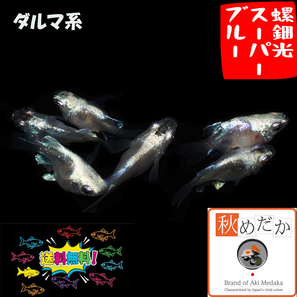 螺鈿光スーパーブルー 光体系 ダルマ系 4匹2ペア