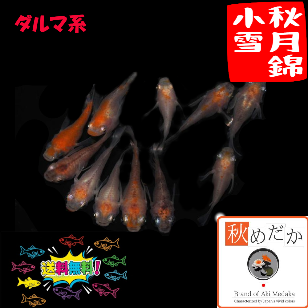 秋月錦小雪 ダルマ系 選別漏れ 10匹 5ペア