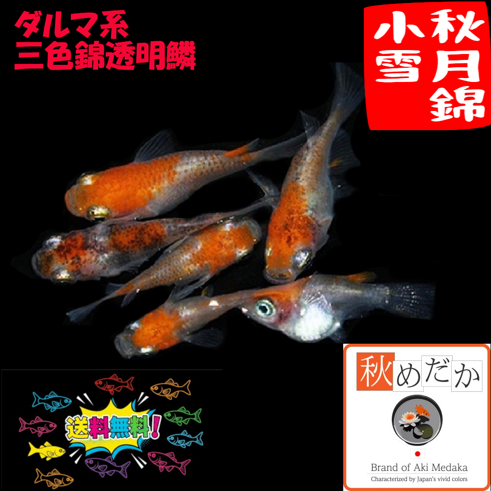 秋月錦小雪 (三色錦透明鱗) ダルマ系 4匹2ペア