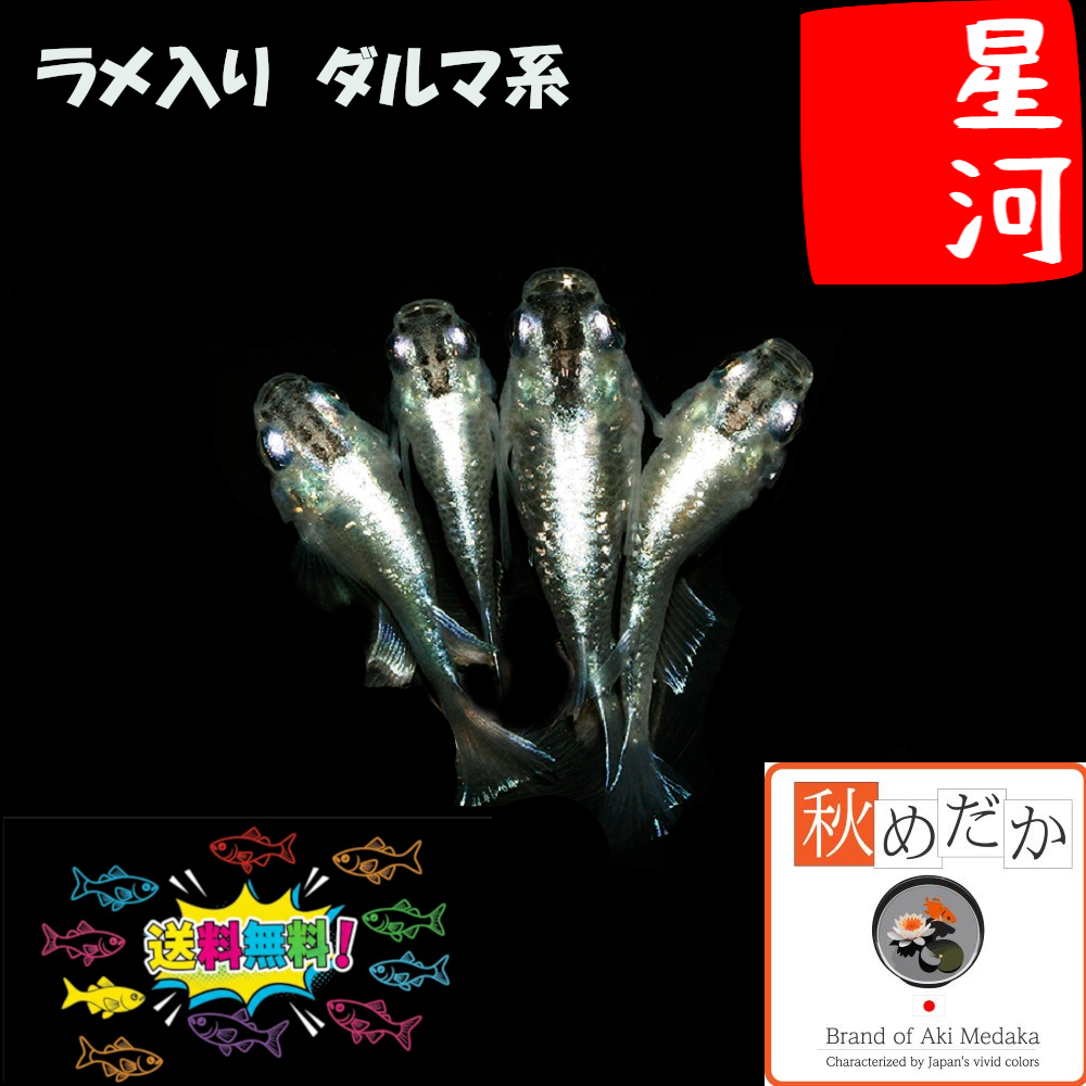 星河(ラメ入り) ダルマ系 4匹2ペア