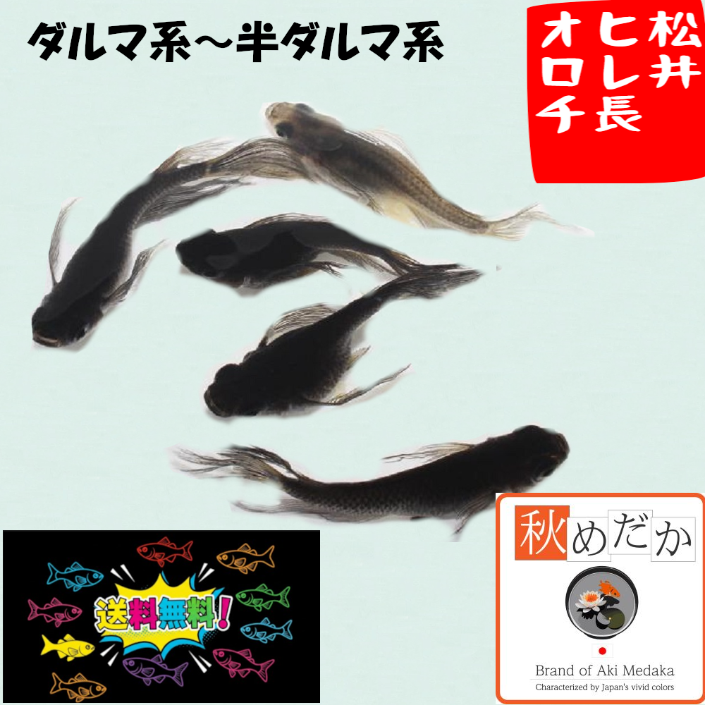 松井ヒレ長 オロチ ダルマ系〜半ダルマ系 4匹2ペア