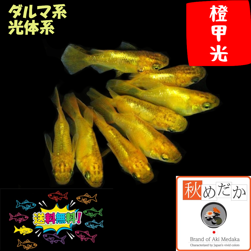 橙甲光 光体系 ダルマ系 4匹2ペア