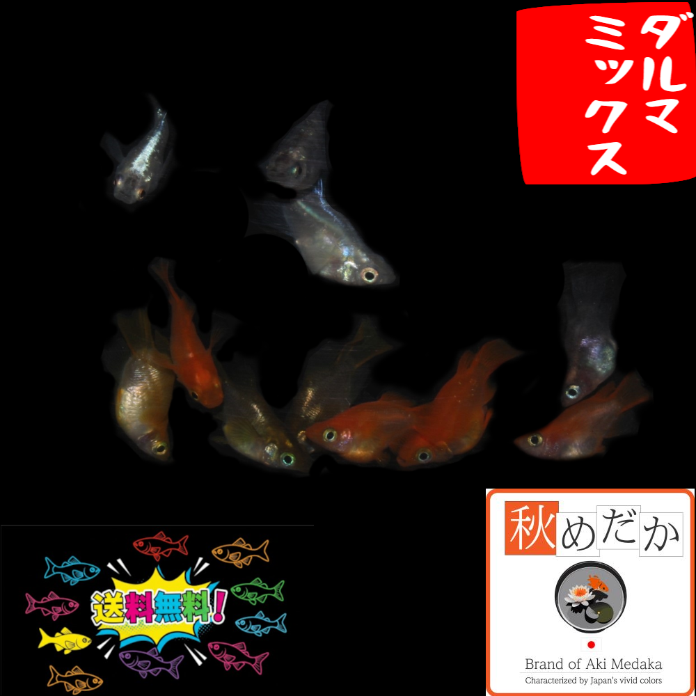 ダルマ系統 ミックス 10匹 5ペア