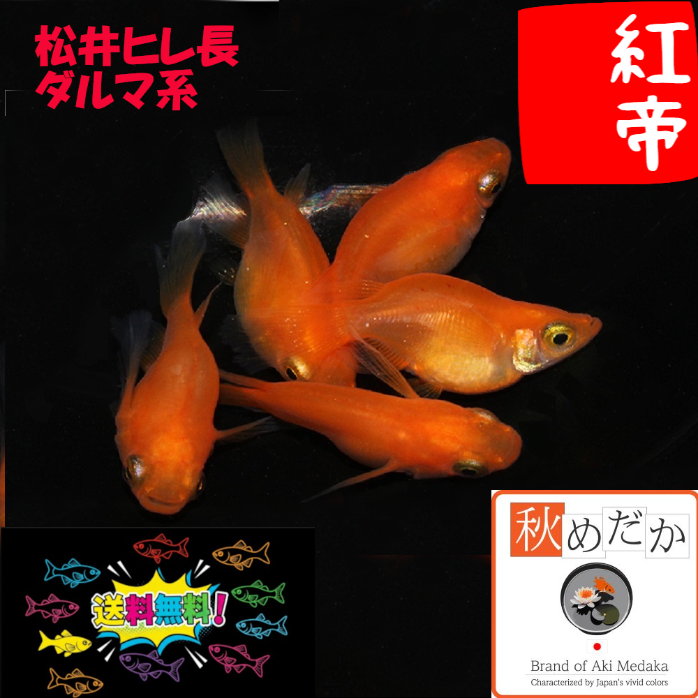 松井ヒレ長 紅帝 ダルマ系 4匹2ペア