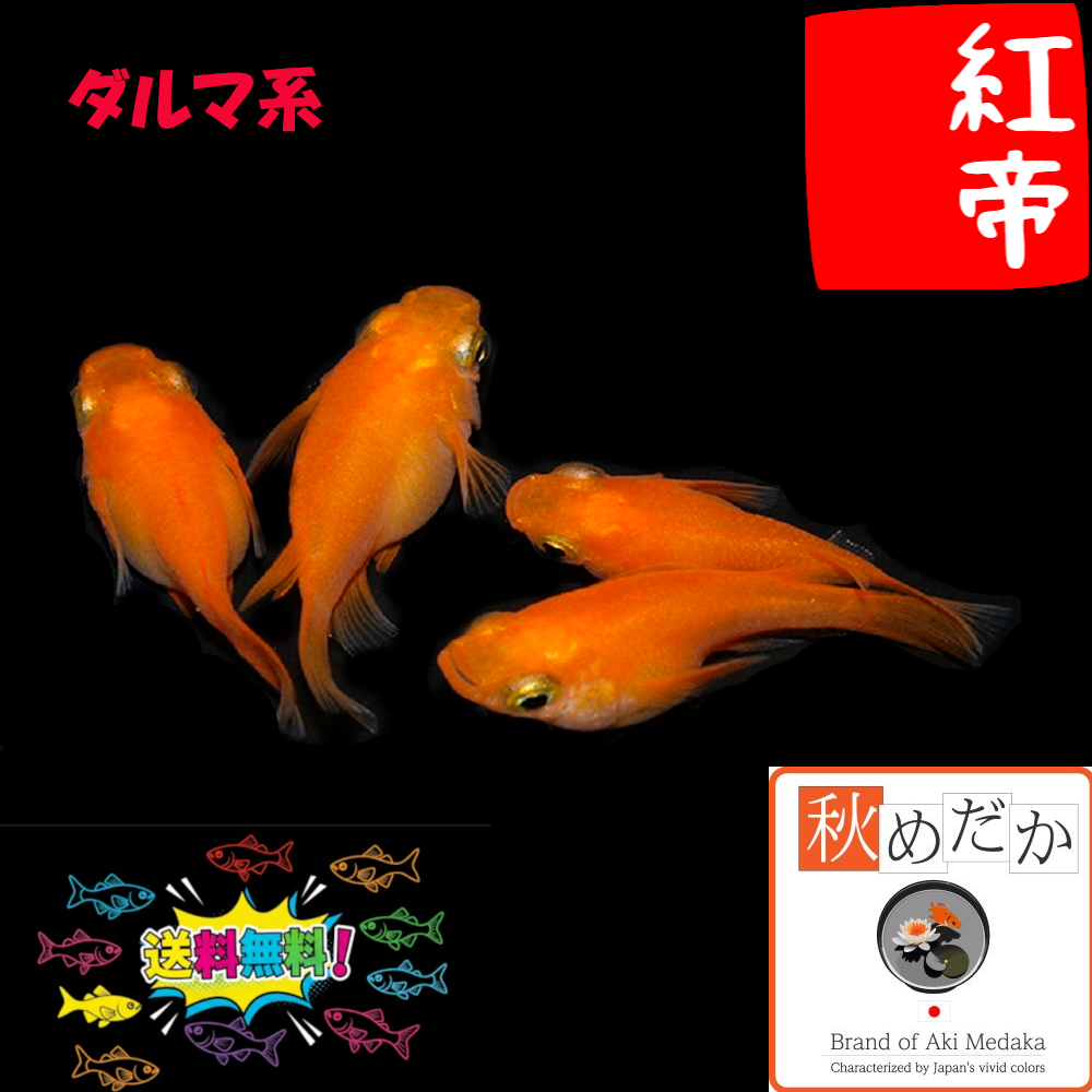 紅帝 ダルマ系 4匹2ペア