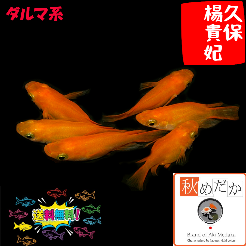 久保楊貴妃 ダルマ系 6匹3ペア