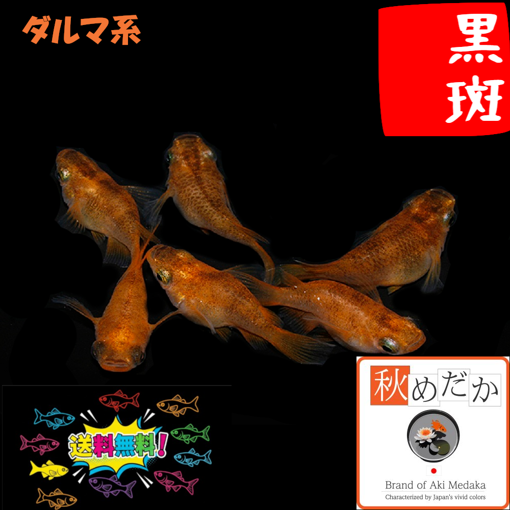 黒斑 ダルマ系 6匹3ペア