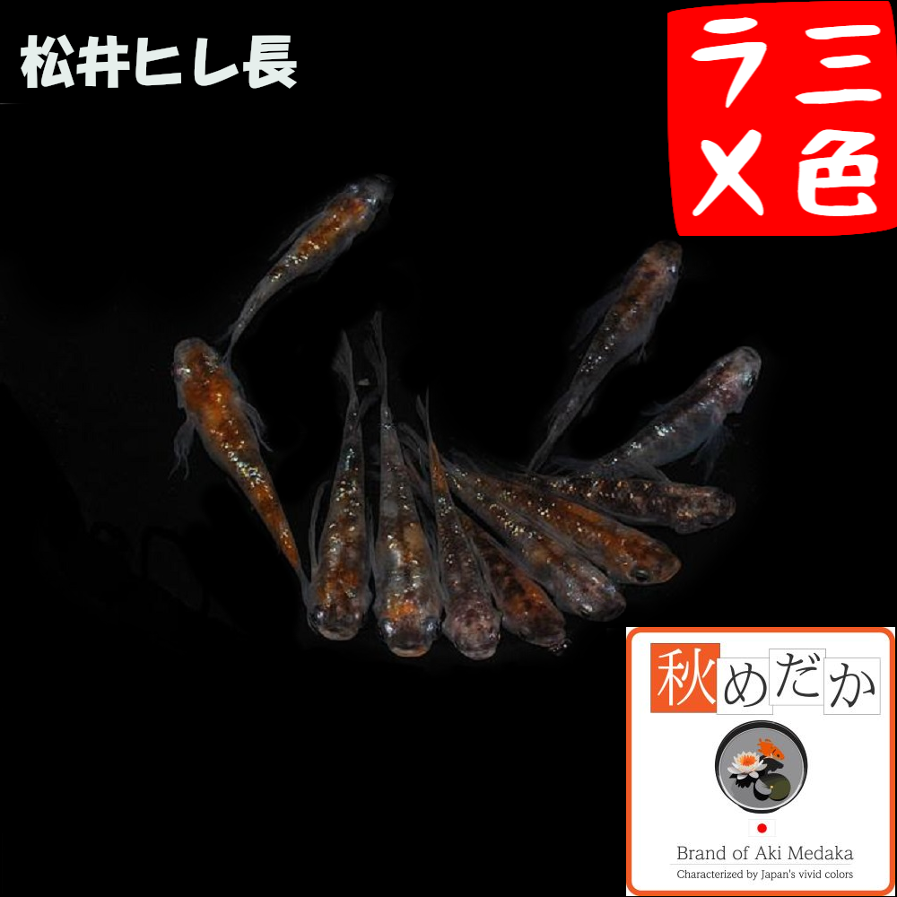 松井ヒレ長  三色ラメ 選別漏れ 10匹 5ペア