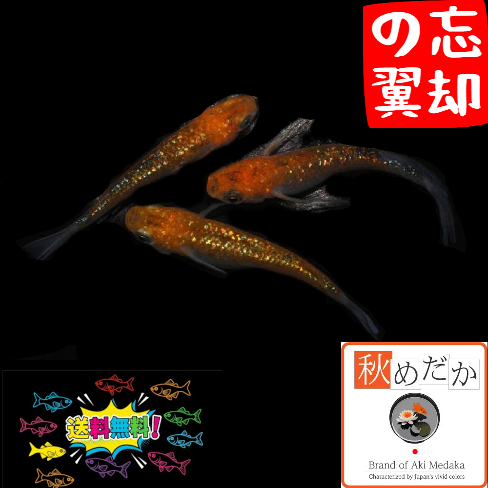 忘却の翼 （ヒレ長） 4匹2ペア