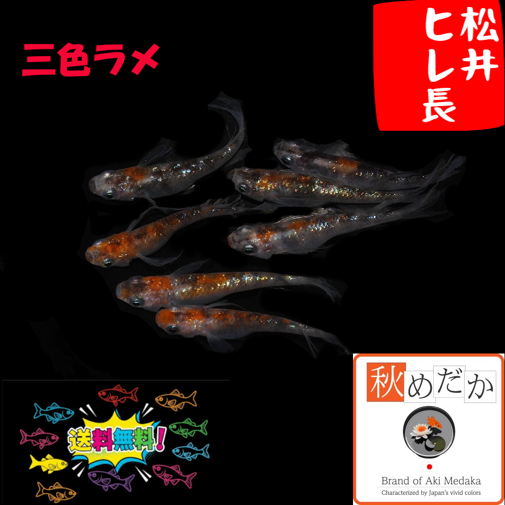松井ヒレ長 三色ラメ 4匹2ペア