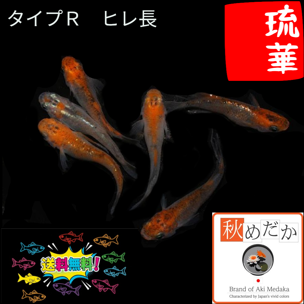 琉華タイプR ヒレ長 4匹2ペア