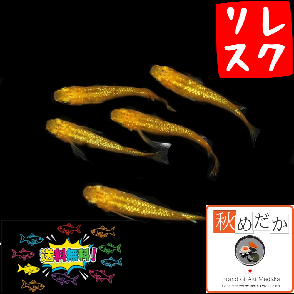 レクリス （ヒレ長） 4匹2ペア