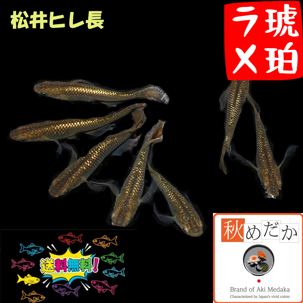 松井ヒレ長 琥珀ラメ 6匹3ペア