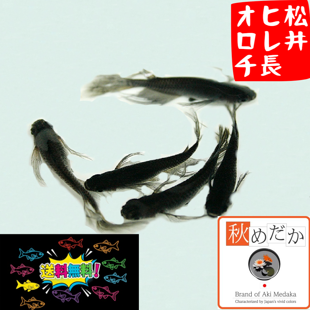 松井ヒレ長 オロチ 10匹 5ペア