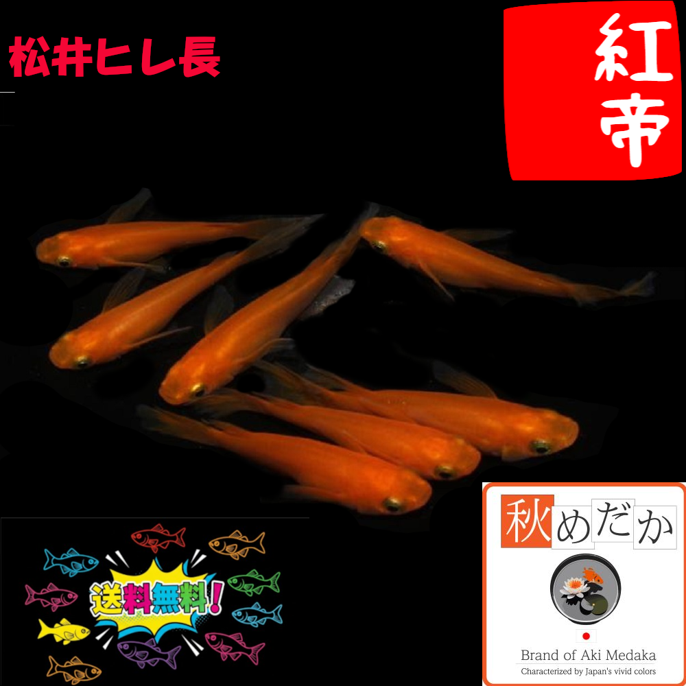 松井ヒレ長 紅帝 6匹3ペア