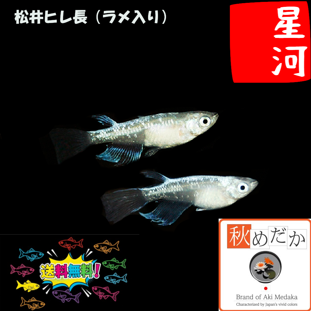 松井ヒレ長 星河(ラメ入り) 6匹3ペア